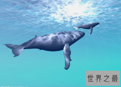 ​鲸鱼的图片介绍 海洋中的巨无霸形态壮观