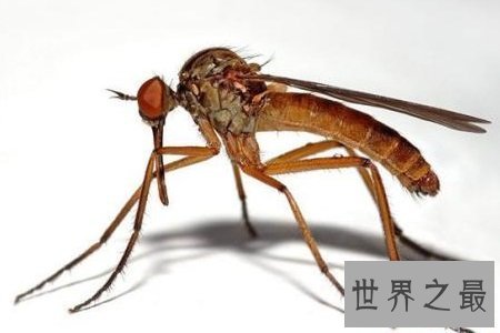 世界上最大的蚊子居然有半米长，快要吓尿了