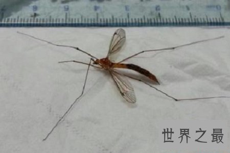 世界上最大的蚊子居然有半米长，快要吓尿了