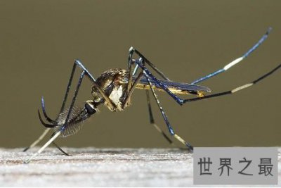 ​世界上最大的蚊子居然有半米长，快要吓尿了