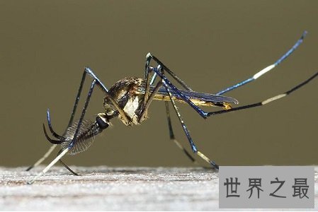 世界上最大的蚊子居然有半米长，快要吓尿了