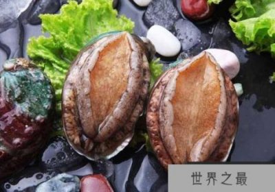 ​世界上最珍贵最稀有的鲍鱼，半头鲍(一只就要上万元)