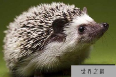 ​世界十大最酷的多刺动物，刺猬和豪猪占据前两名