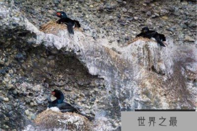 ​唯一一种在岩石上筑巢的鸬鹚——岩鸬鹚