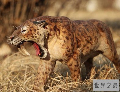 ​史前美洲霸主异剑齿虎，身处食物链顶端却以腐肉为主