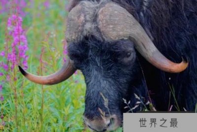 ​世界上皮毛最长的动物 麝牛可抵御寒冷(不是真的牛)