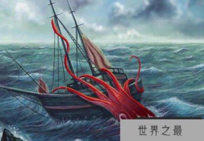 ​世界上最大的乌贼：大王乌贼