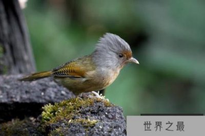 ​世界上最会伪装的鸟 栗翅斑伞鸟可模仿毛毛虫(外表平凡)