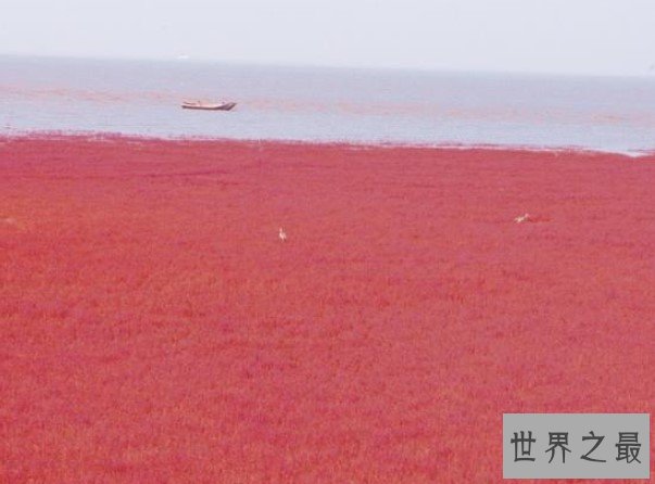 世界上最热的海，颜色为红色，高达32度