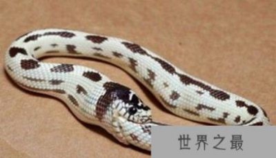 ​环箍蛇为什么要自食其尾 环箍蛇为什么自己吃自己？