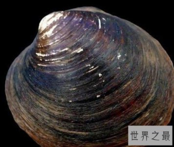 ​世界上最长寿的动物明蛤，实实在在活到了500岁