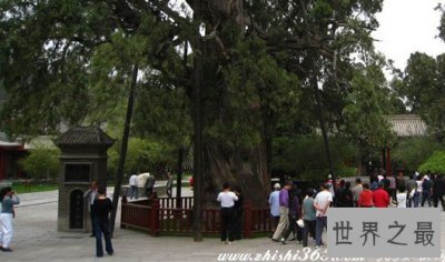 ​中国十大名树，必须参观膜拜(图)