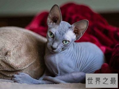 ​斯芬克斯猫丑八怪？浑身光溜溜却价格不菲！