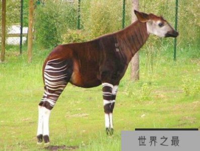 ​世界上睡眠最少的动物，霍加狓(为了生命安全每天只睡5分钟)