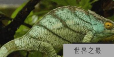 ​世界上最大的变色龙——国王变色龙