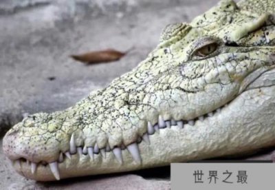 ​世界上最凶残的鳄鱼 湾鳄曾吞食日军上千人(咬合力大)