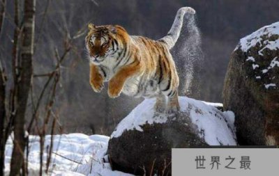​世界上最凶猛的猫科动物，西伯利亚虎排第一