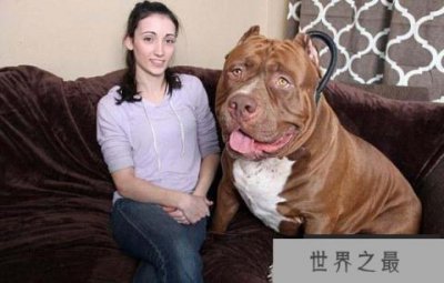 ​世界上最大的斗牛犬，浩克体重超过160斤
