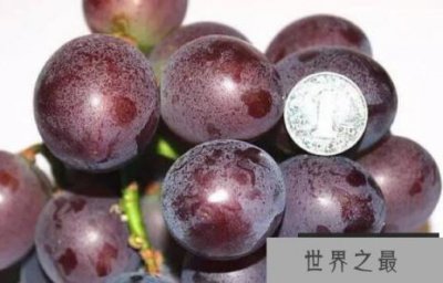 ​世界上最大的葡萄，每一颗都像乒乓球那么大(盘点世界上最大水果)