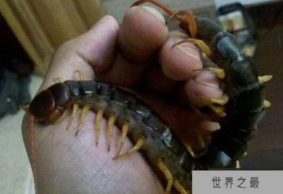 ​世界最大的10种蜈蚣排行，秘鲁巨人蜈蚣第二，少棘蜈蚣第十