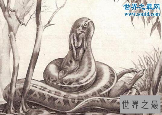 远古巨兽沃那比蛇，能生吞恐龙(比泰坦蟒更加凶残)