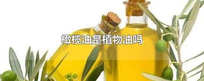 ​橄榄油算是植物油吗为什么 橄榄油算是植物油吗知乎