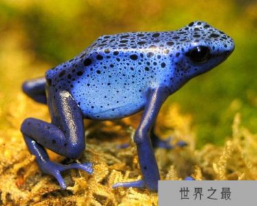 ​最危险的十大动物杀手