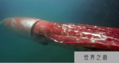 ​深海巨型乌贼，长相怪异的大王乌贼(体长达20米)