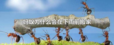 ​下雨前蚂蚁搬家的短文50字 蚂蚁搬家要下雨的原因40字左右