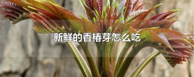 ​新鲜的香椿芽怎么吃不会中毒 新鲜的香椿芽怎么吃好