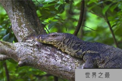 ​世界上最大的蜥蜴排名前五：科莫多龙巨蜥毫无争议夺冠