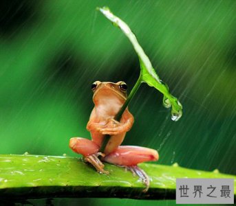 ​世界上最可怜的青蛙，打伞树蛙(被摄影师凌辱至死)