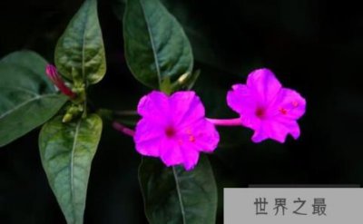 ​夜来香晚上发出香味，飞蛾传授花粉至香味更浓