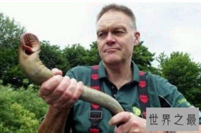 ​世界上最恶心的脊椎动物，七鳃鳗满是牙齿的嘴巴吸血