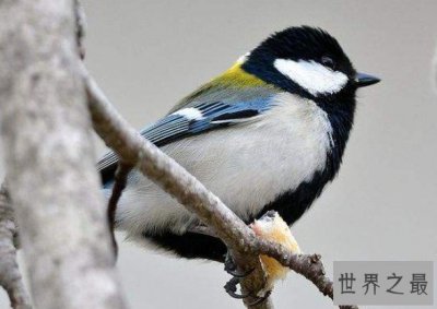 ​世界上最邪恶的动物，也被称作“僵尸鸟”