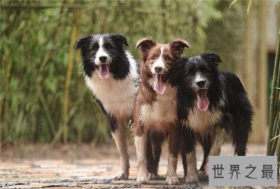 ​最聪明的狗边境牧羊犬智商比过人 狗界的爱因斯坦