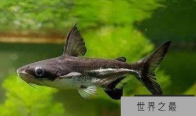 ​成吉思汗鲨不是鲨鱼，是一种濒危的观赏鱼类
