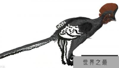 ​近鸟龙：有三角形的头骨的小型四翼恐龙