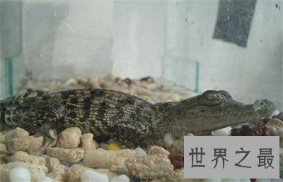 竟然还有宠物鳄鱼这种东西  养鳄鱼再也不是梦了