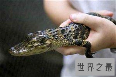 竟然还有宠物鳄鱼这种东西  养鳄鱼再也不是梦了