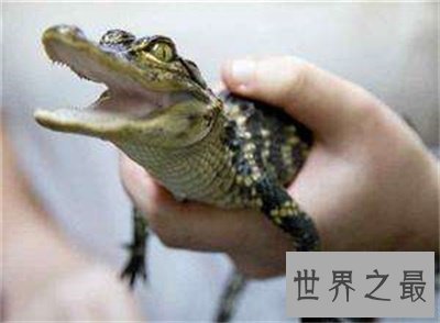 竟然还有宠物鳄鱼这种东西  养鳄鱼再也不是梦了
