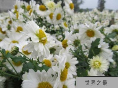 ​菊花的产地是哪里最好？我国十大优质菊花产地