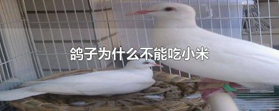 ​可以喂鸽子吃小米吗 鸽子可以直接喂小米吗