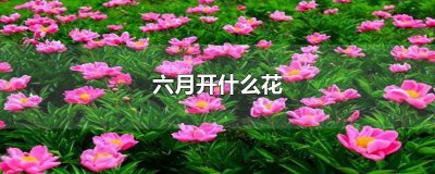 ​六月份什么花开花 6月开什么花的季节