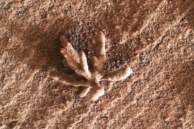 ​NASA“好奇号”探测器在火星表面拍到像一朵花的奇特岩石