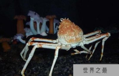 ​世界上最奇特的螃蟹：蜘蛛蟹腿长可达3米