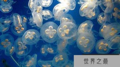 ​世界上最珍稀的水母 桃花水母被誉为水中大熊猫