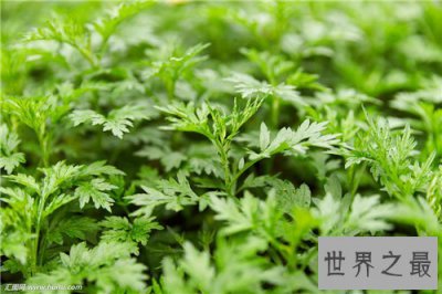 ​艾叶的功效与作用 艾叶泡脚有什么好处