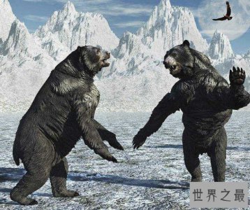 ​地球上体型最大的熊，站立时可以高达近5米