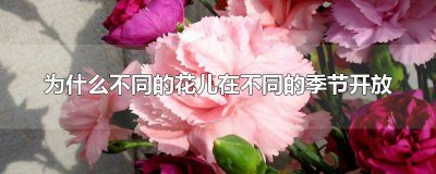 ​为什么不同的花儿在不同的季节开放 为什么不同的花儿在不同的季节开放呢写话